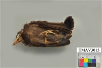 藏品(紅嘴黑鵯)的圖片